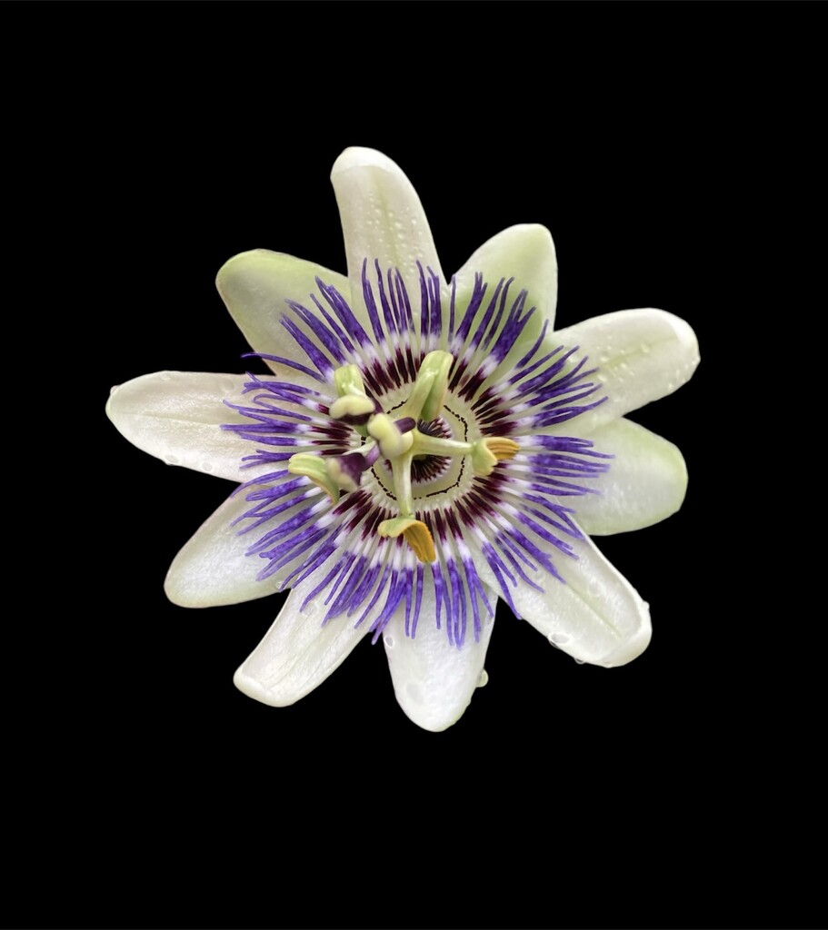 Passion flower  by illinilass