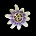 Passion flower 