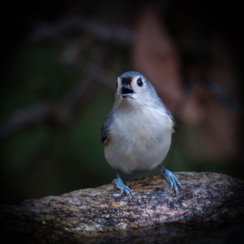 Election news shocked the bird world too! by berelaxed