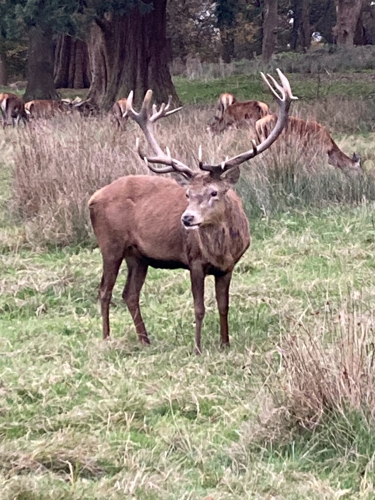 Richmond Park by illinilass