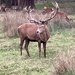 Richmond Park