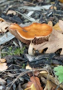 2nd Nov 2024 - Fungi