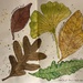 leaf painting