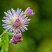 Chrysanthemum