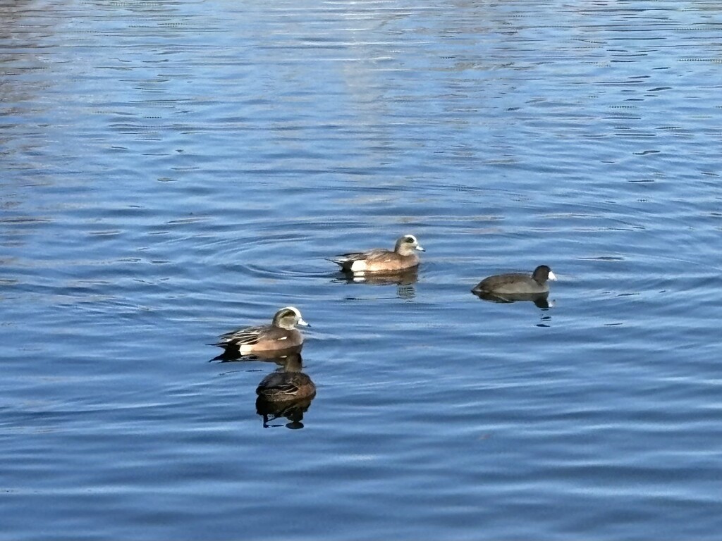 American Widgeons by pirish