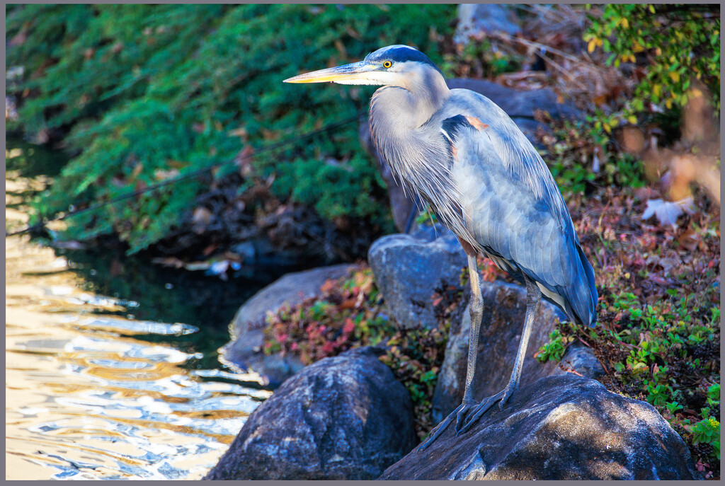 Looking for Fish by hjbenson