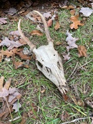 5th Nov 2024 - Deer skull