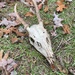 Deer skull