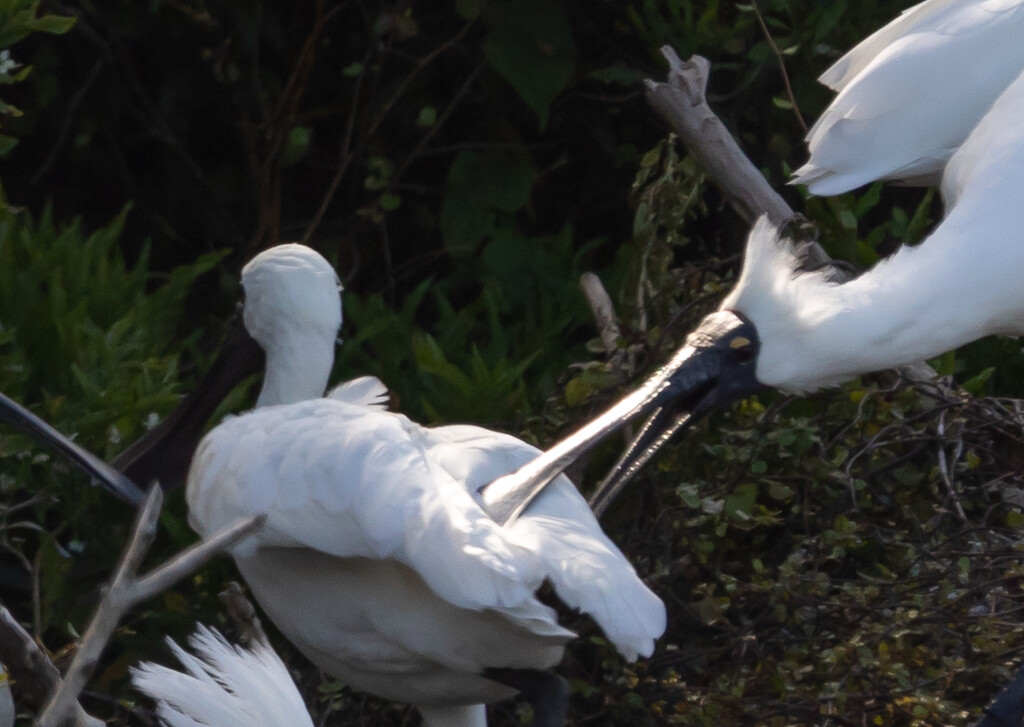 Ouch!     squabbling Spoonbills sorting out there spot by creative_shots