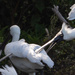 Ouch!     squabbling Spoonbills sorting out there spot