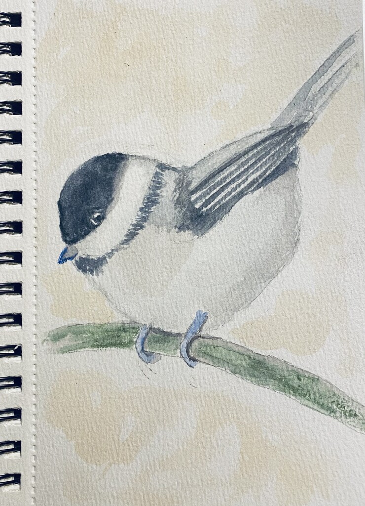 Chickadee watercolor  by mtb24