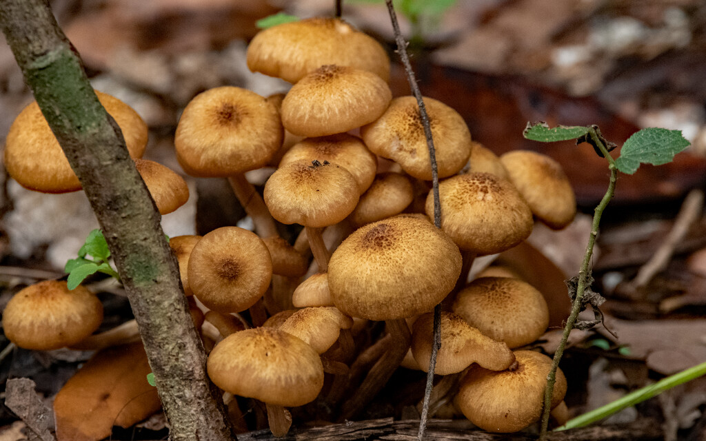 Mushrooms! by rickster549