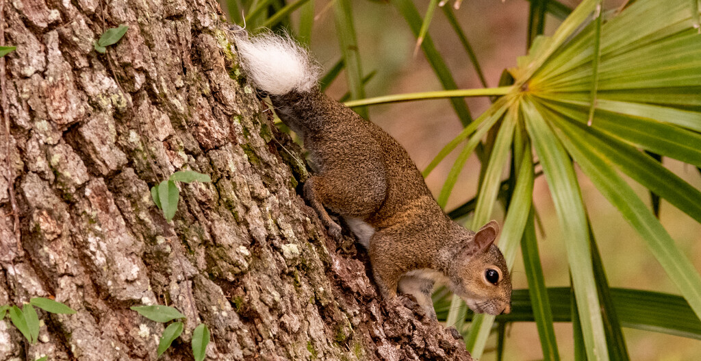 White Tailed Squirrel! by rickster549