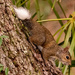 White Tailed Squirrel!