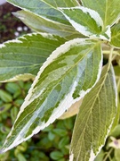 6th Nov 2024 - Lace Cap Hydrangea