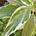 Lace Cap Hydrangea