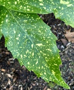 2nd Nov 2024 - Spotted Laurel