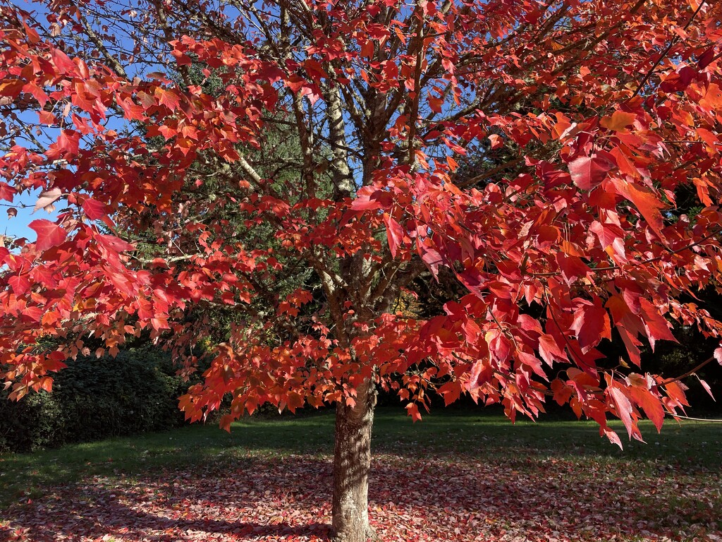 Red Maple by am2584