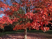 4th Nov 2024 - Red Maple