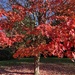 Red Maple