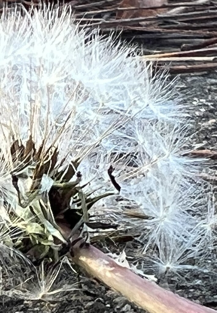 Last of the dandelions by sjgiesman