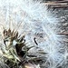 Last of the dandelions