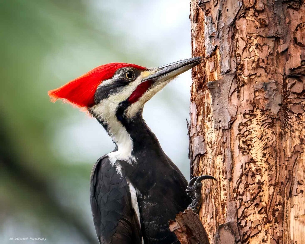 Pileated Woodpecker by photographycrazy