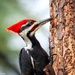 Pileated Woodpecker