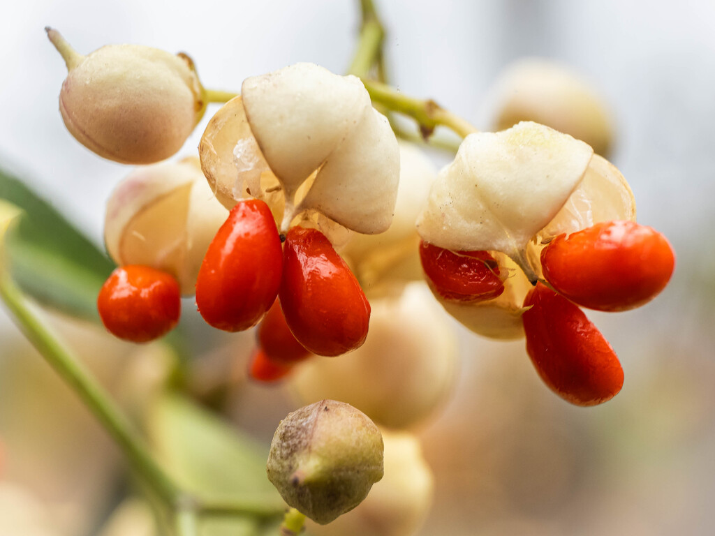 A fruit of common spindle by haskar