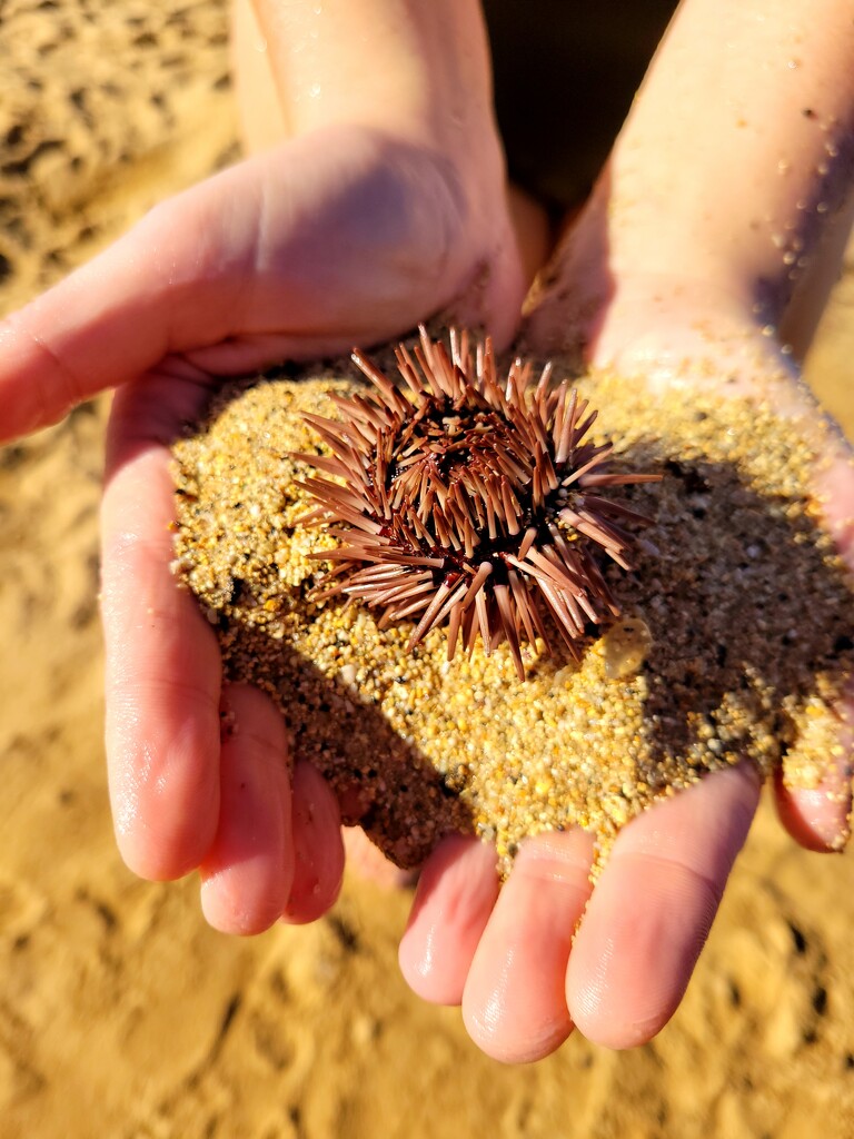 Lost Sea Urchin by kimmer50