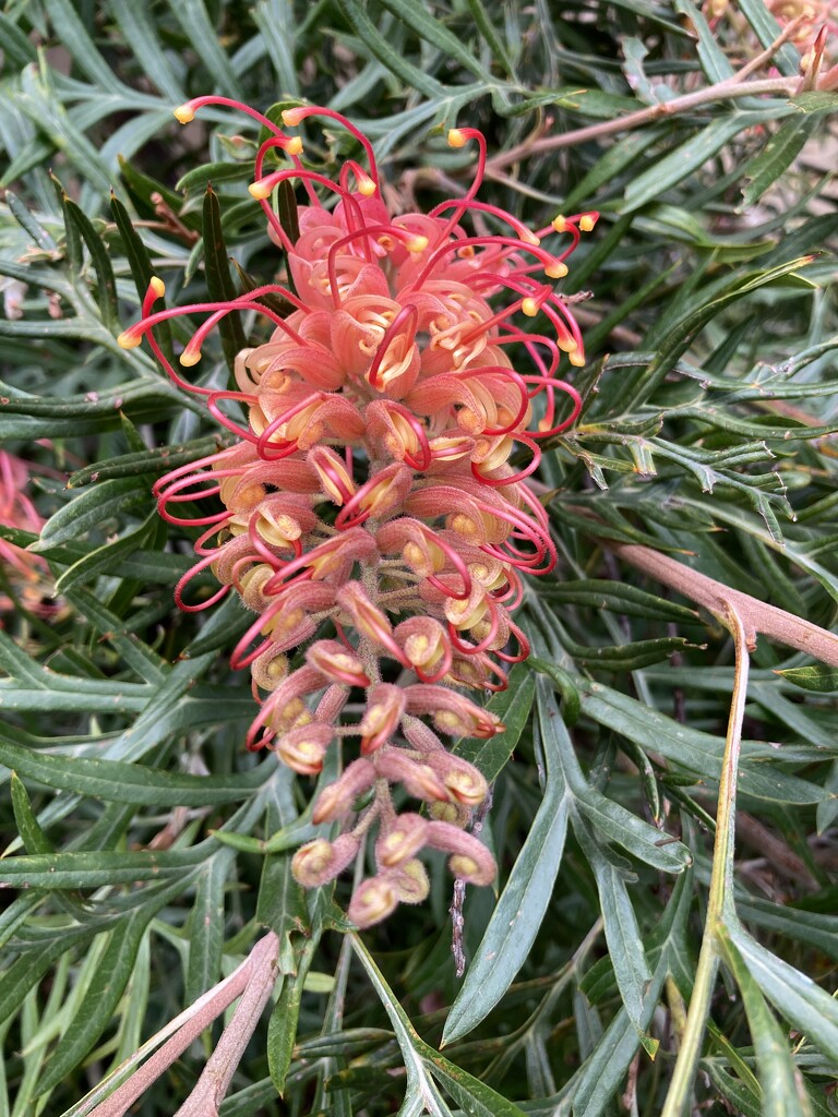 Grevillea  by narayani