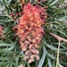 Grevillea 