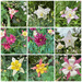 Granny bonnets/columbine/aquilegia