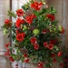 an arrangement of poppies