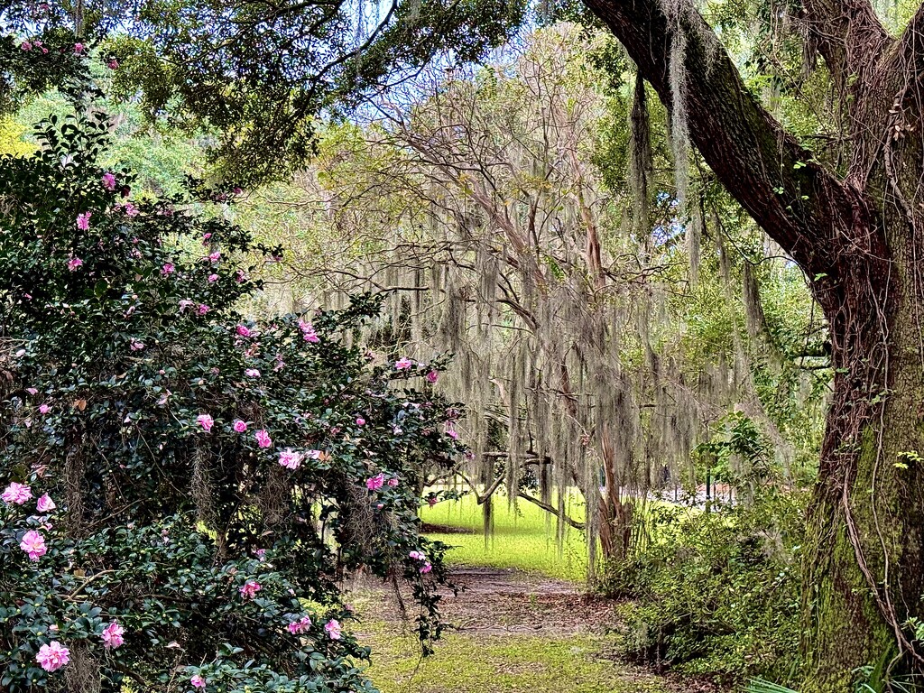 Sasanqua camellias by congaree