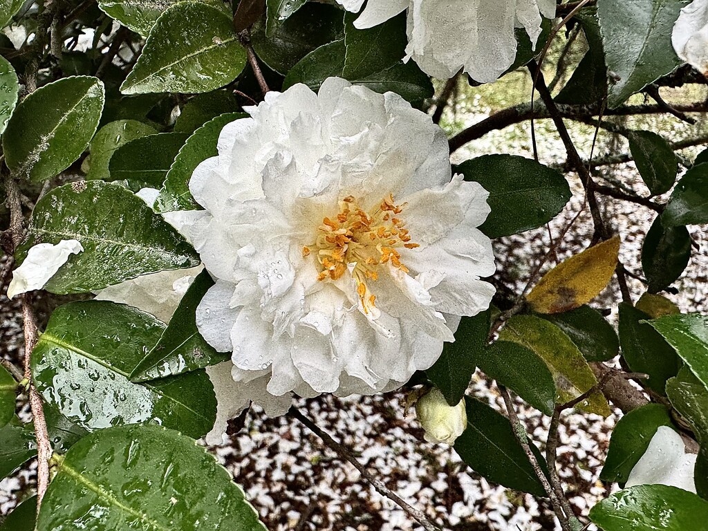 Sasanqua camellia by congaree