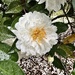 Sasanqua camellia