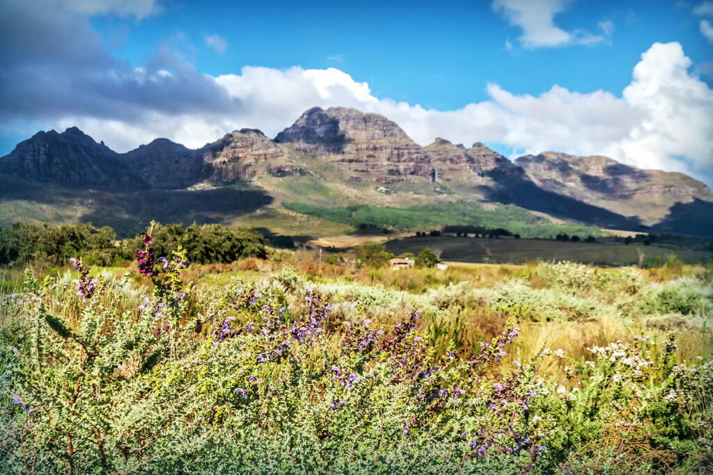 A closer look at the vegetation by ludwigsdiana