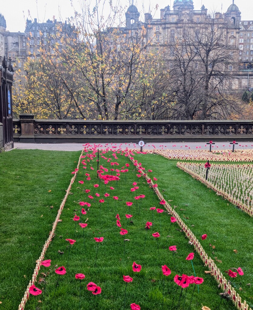 Poppies on the terrace  by sarah19