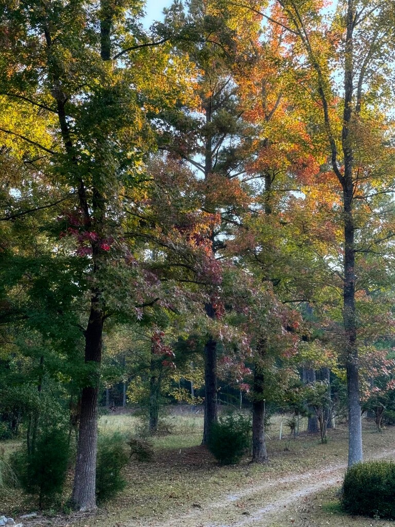 Sweetgum trees changing slowly... by marlboromaam