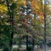 Sweetgum trees changing slowly...