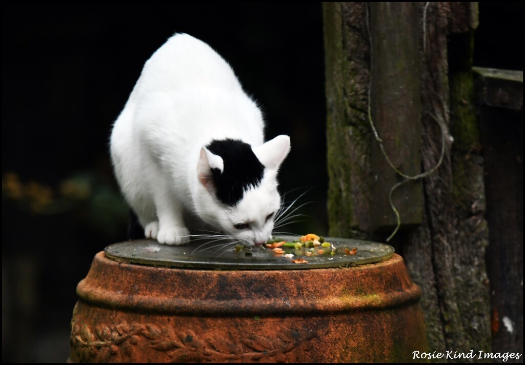 Eating Foxie's supper by rosiekind