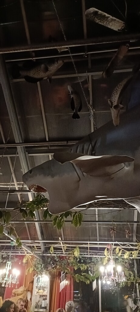 Shark... in café..? by aalensson