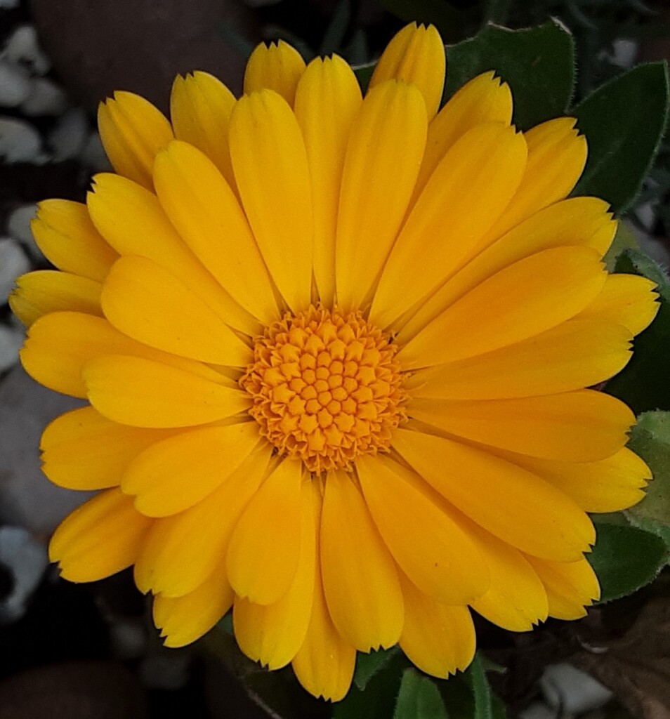 A beautiful vibrant Calendula flower. by grace55