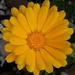 A beautiful vibrant Calendula flower.