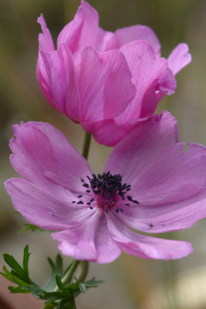 Anenomes~~~~~ by ziggy77