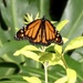 Monarch butterfly