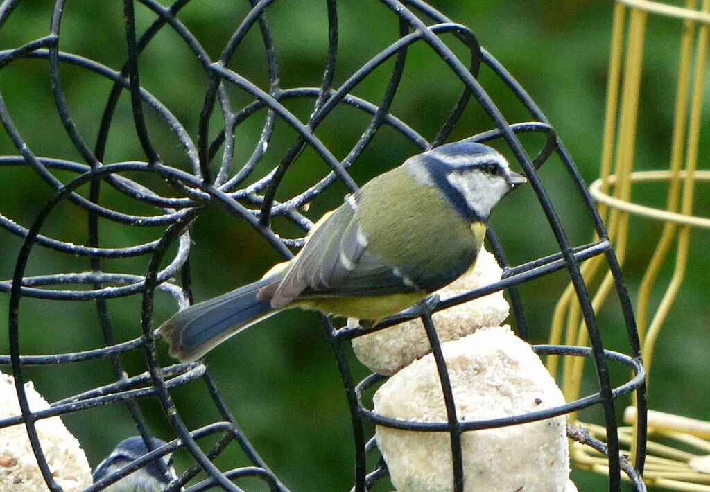 Blue Tit by arkensiel