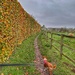 Copper Beech Hedge