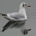 Black Headed Gull